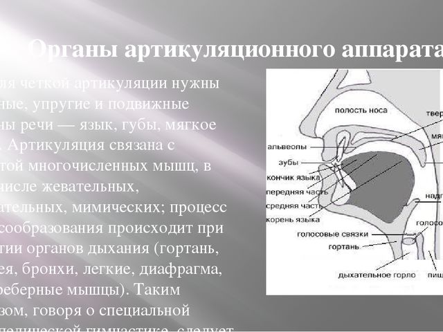 Центральный речевой аппарат картинки