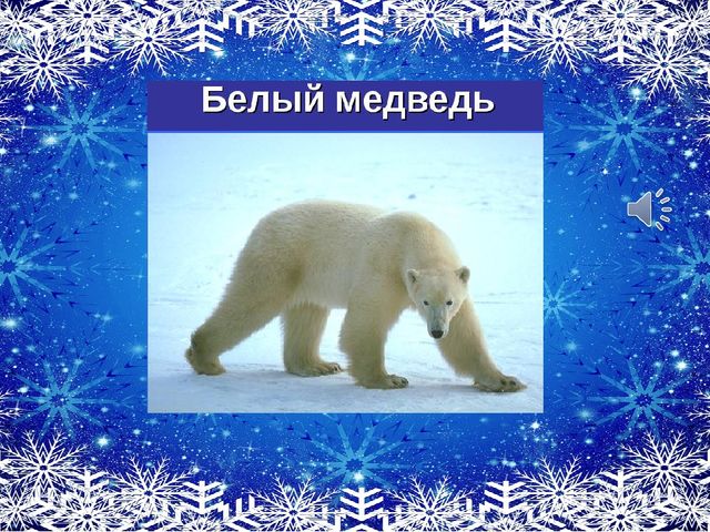 Презентация по развитию речи в средней группе "Рассматривание картины "Белые медведи"