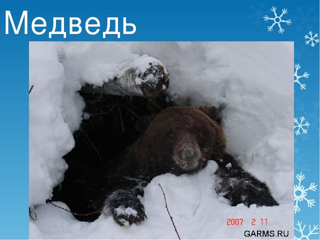 Презентация детям дошкольного возраста "Зима" (приметы, животные, забавы)