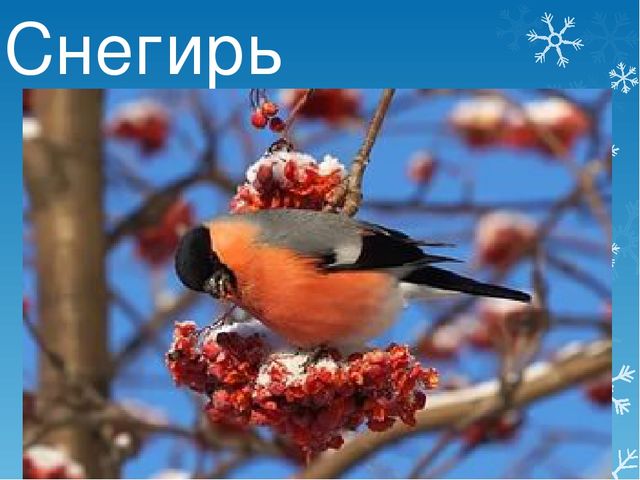 Презентация детям дошкольного возраста "Зима" (приметы, животные, забавы)