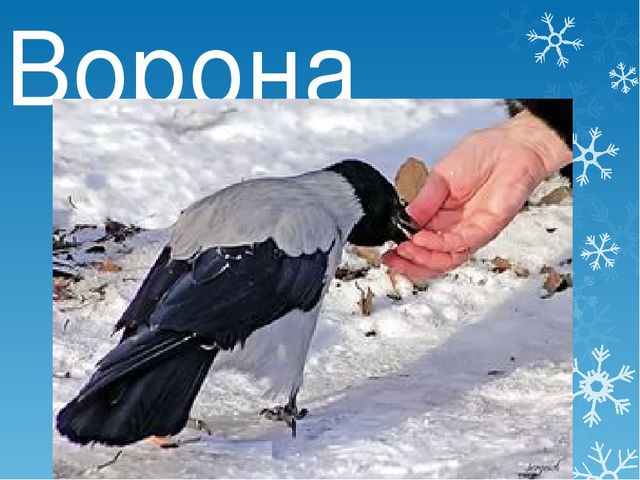 Презентация детям дошкольного возраста "Зима" (приметы, животные, забавы)