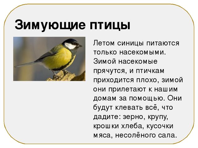 Презентация на тему "Зимующие птицы"