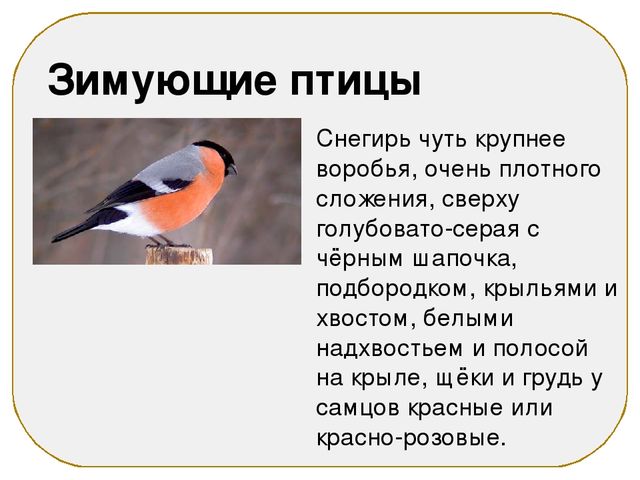 Презентация на тему "Зимующие птицы"