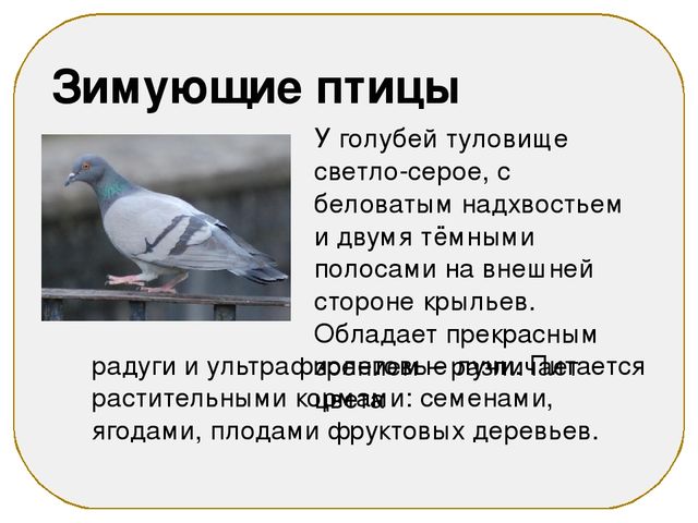 Презентация на тему "Зимующие птицы"