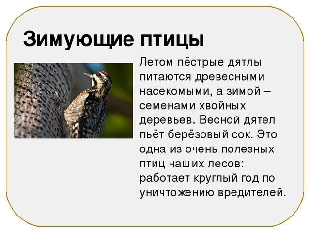 Презентация на тему "Зимующие птицы"