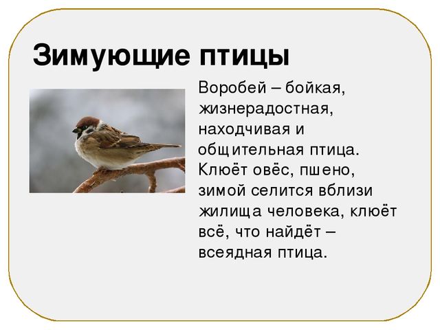 Презентация на тему "Зимующие птицы"