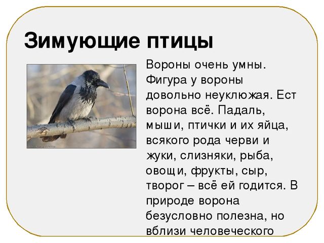 Презентация на тему "Зимующие птицы"