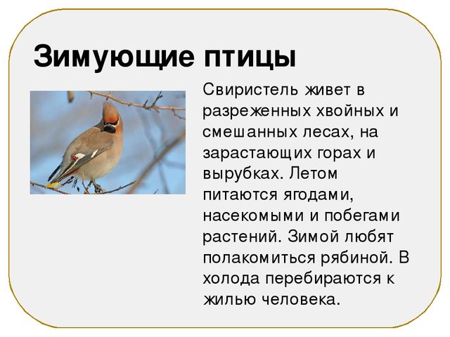 Презентация на тему "Зимующие птицы"