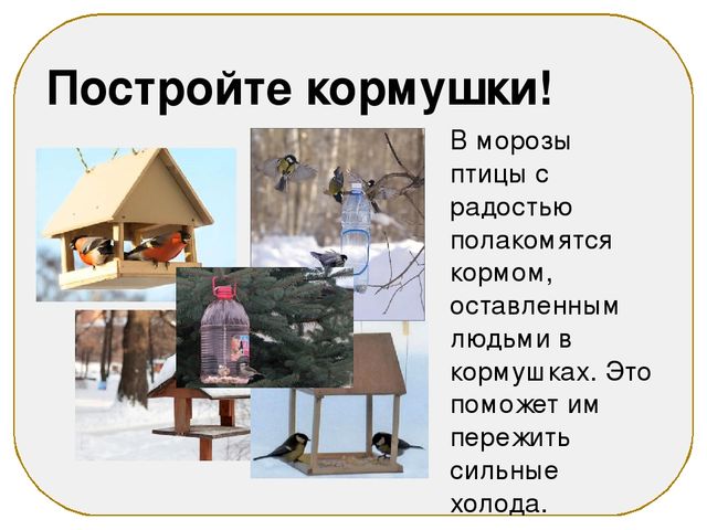 Презентация на тему "Зимующие птицы"