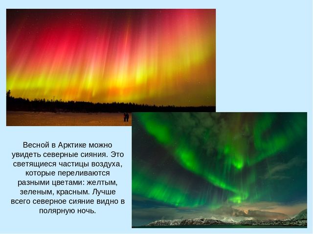 Презентация по окружающему миру на тему "Арктика"