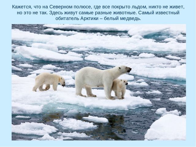 Презентация по окружающему миру на тему "Арктика"