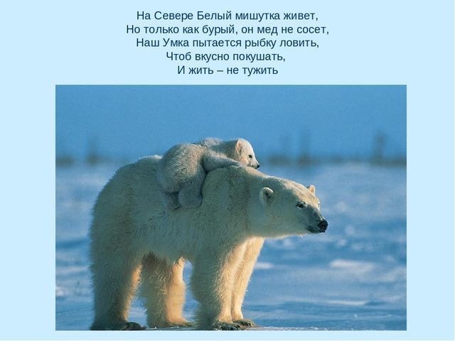 Презентация по окружающему миру на тему "Арктика"
