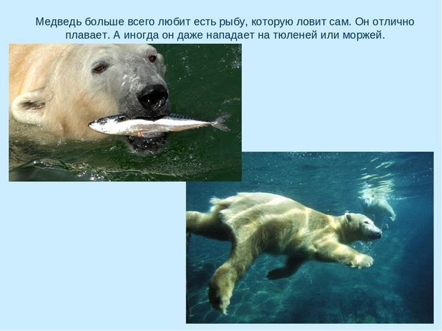 Презентация по окружающему миру на тему "Арктика"