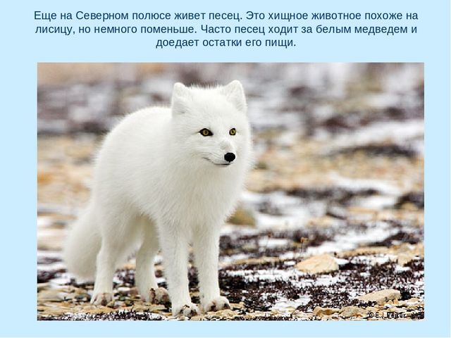 Презентация по окружающему миру на тему "Арктика"