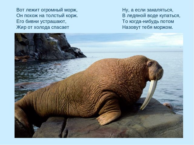 Презентация по окружающему миру на тему "Арктика"