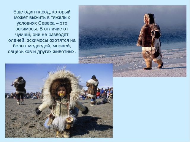 Презентация по окружающему миру на тему "Арктика"