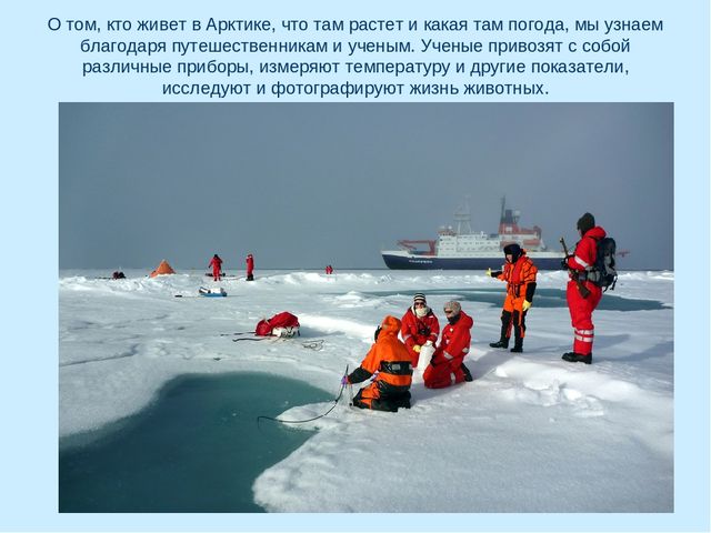 Презентация по окружающему миру на тему "Арктика"