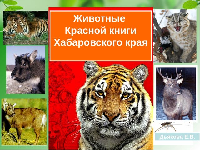 Презентация на тему "Красная книга Хабаровского края"