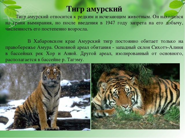 Презентация на тему "Красная книга Хабаровского края"