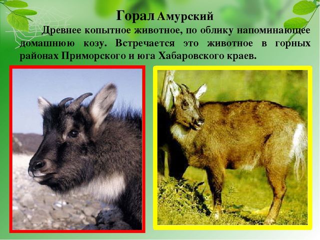 Презентация на тему "Красная книга Хабаровского края"