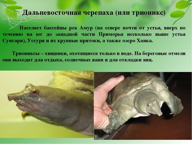 Презентация на тему "Красная книга Хабаровского края"