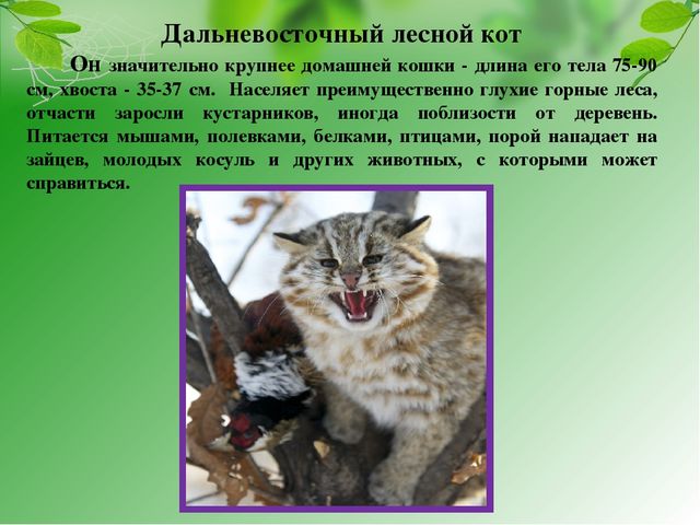 Презентация на тему "Красная книга Хабаровского края"