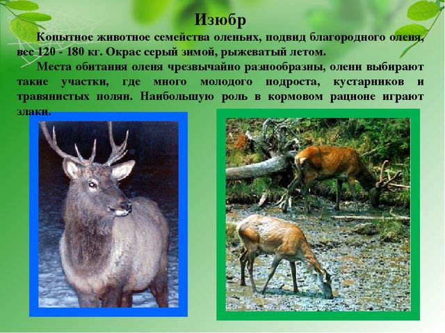 Презентация на тему "Красная книга Хабаровского края"