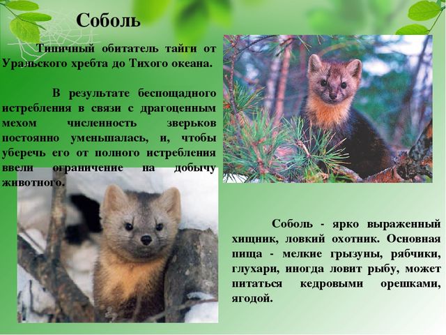Презентация на тему "Красная книга Хабаровского края"