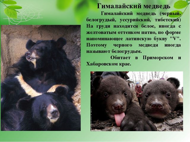 Презентация на тему "Красная книга Хабаровского края"