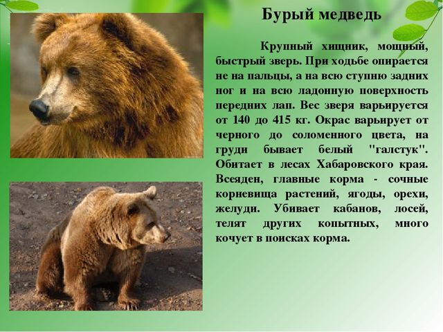 Презентация на тему "Красная книга Хабаровского края"