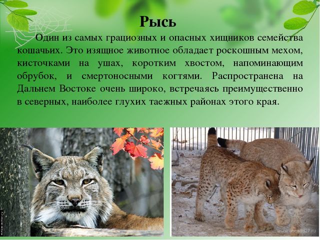 Презентация на тему "Красная книга Хабаровского края"