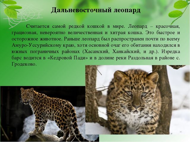 Презентация на тему "Красная книга Хабаровского края"
