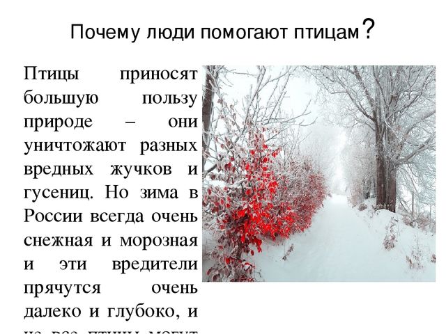 Ознакомление с окружающим миром в средней группе на тему "Зимующие птицы" (презентация)