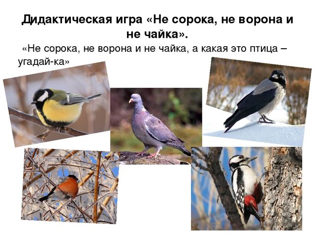 Ознакомление с окружающим миром в средней группе на тему "Зимующие птицы" (презентация)