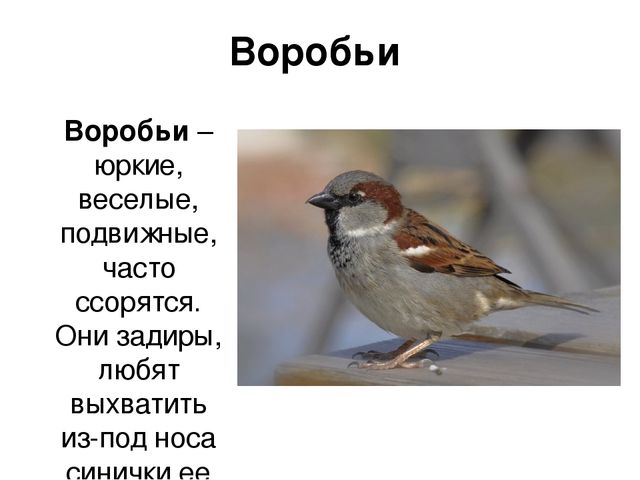 Ознакомление с окружающим миром в средней группе на тему "Зимующие птицы" (презентация)