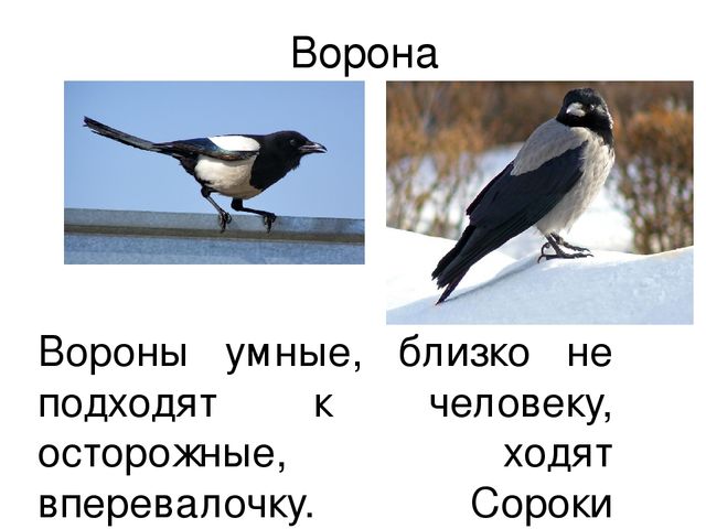 Ознакомление с окружающим миром в средней группе на тему "Зимующие птицы" (презентация)