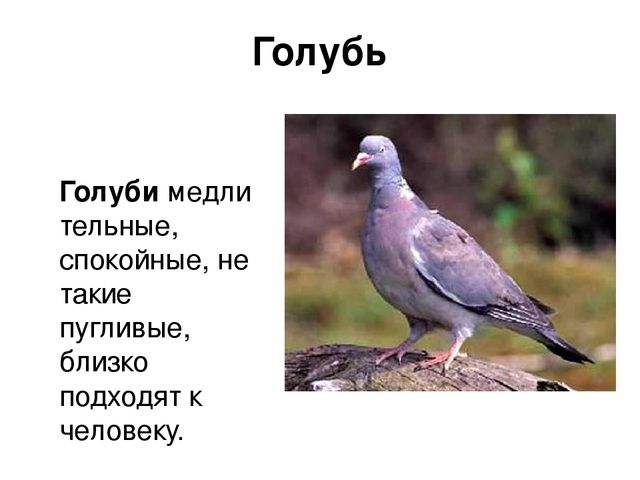 Ознакомление с окружающим миром в средней группе на тему "Зимующие птицы" (презентация)