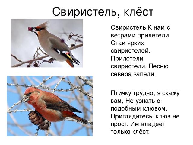 Ознакомление с окружающим миром в средней группе на тему "Зимующие птицы" (презентация)