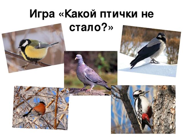 Ознакомление с окружающим миром в средней группе на тему "Зимующие птицы" (презентация)