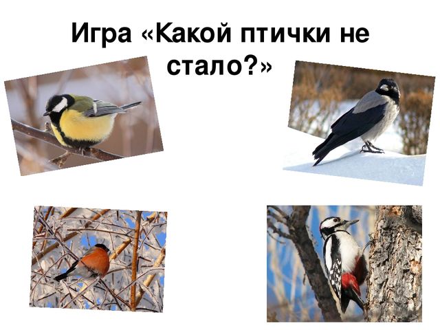 Ознакомление с окружающим миром в средней группе на тему "Зимующие птицы" (презентация)