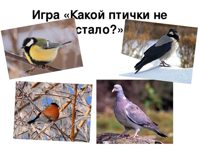Ознакомление с окружающим миром в средней группе на тему "Зимующие птицы" (презентация)