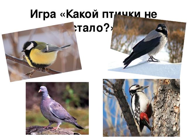 Ознакомление с окружающим миром в средней группе на тему "Зимующие птицы" (презентация)