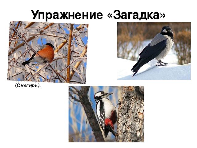 Ознакомление с окружающим миром в средней группе на тему "Зимующие птицы" (презентация)