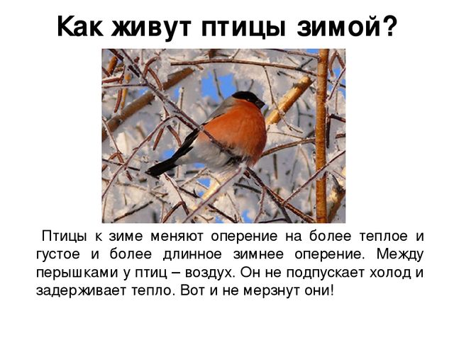 Ознакомление с окружающим миром в средней группе на тему "Зимующие птицы" (презентация)