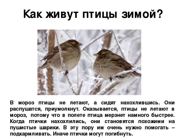Ознакомление с окружающим миром в средней группе на тему "Зимующие птицы" (презентация)