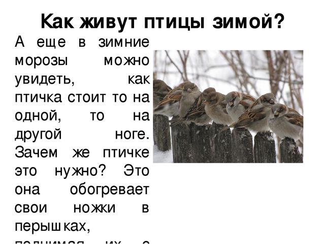 Ознакомление с окружающим миром в средней группе на тему "Зимующие птицы" (презентация)