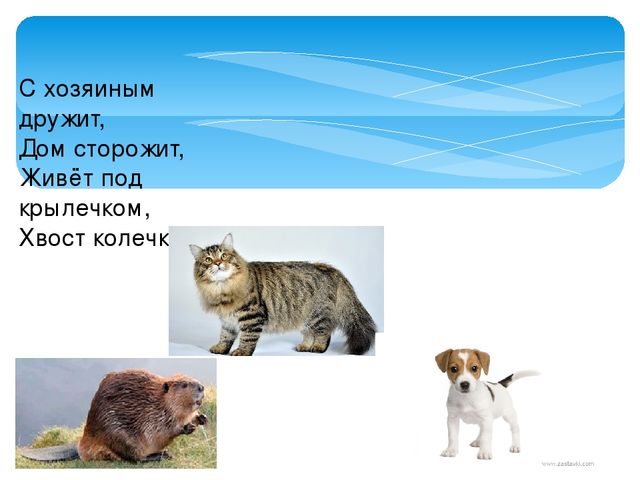 Презентация для дошкольников "Дикие и домашние животные"
