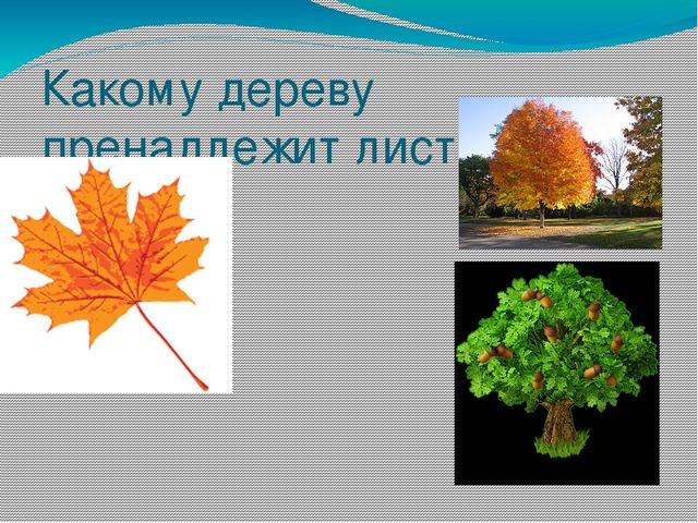 Презентация для дошкольников "С какого дерева лист"