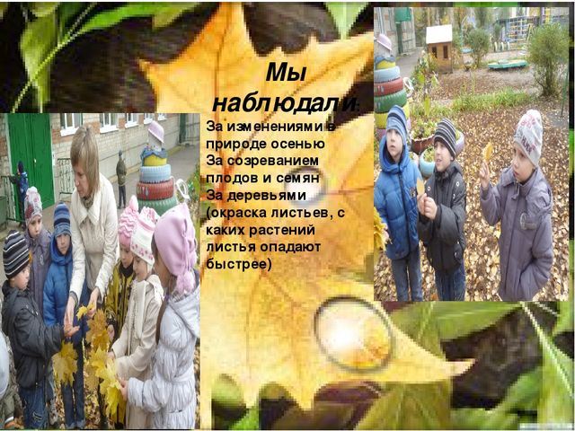 Презентация проекта "Осень разноцветная"(старший дошкольный возраст)
