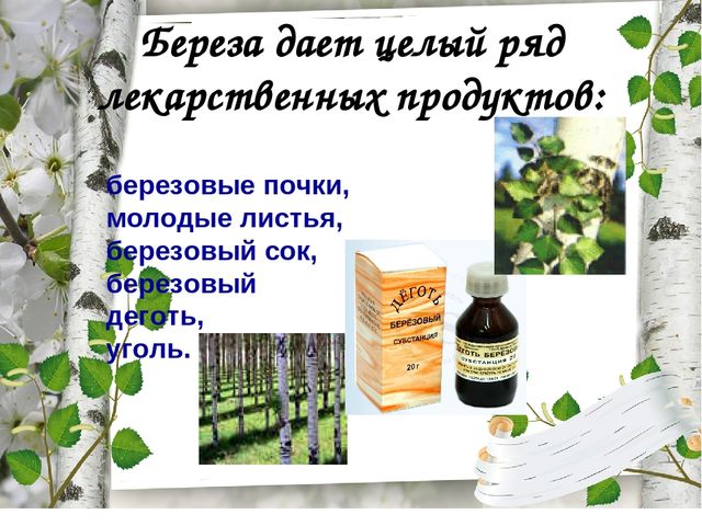 Презентация по экологическому воспитанию "Люблю берёзку русскую!